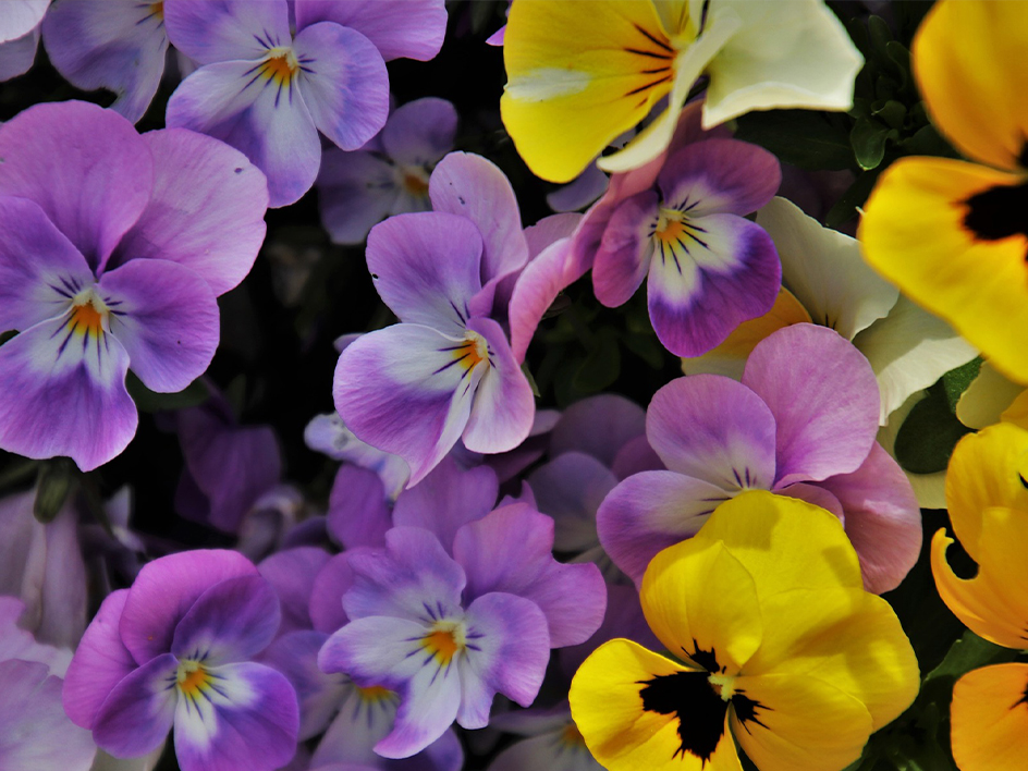 Plants & Flowers