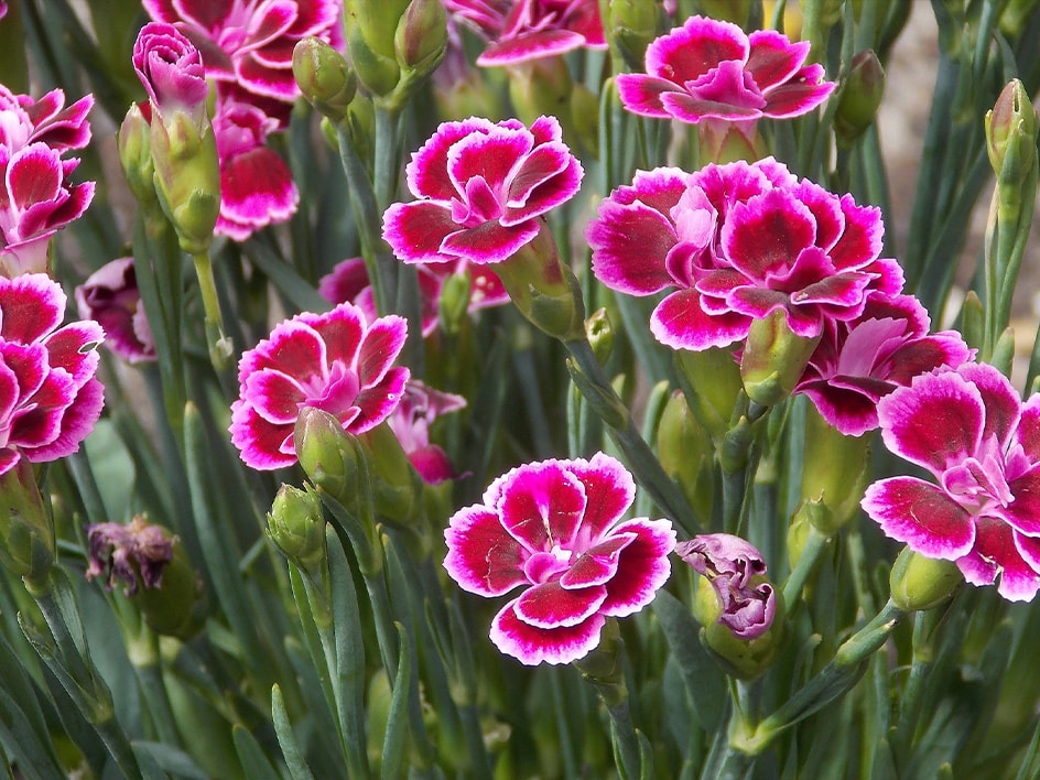 Plants & Flowers