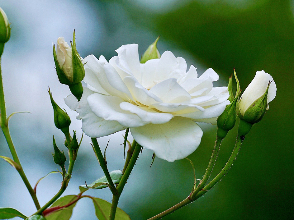 Plants & Flowers